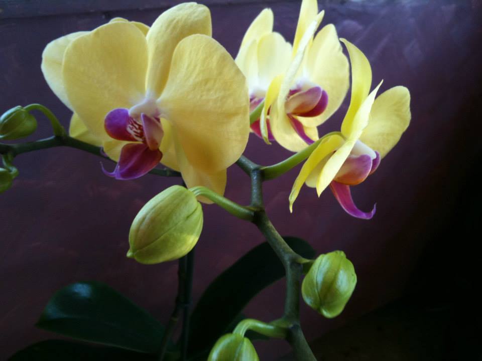 Soins des Orchidées Phalaenopsis